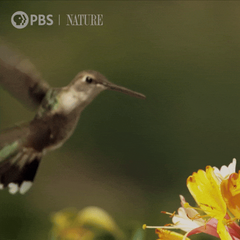 Explore Pbs Nature GIF by Nature on PBS