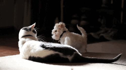 animal friendship GIF