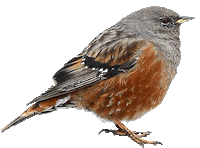 birds STICKER