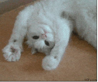 Happy Cat GIF
