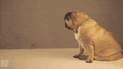 bouncy GIF