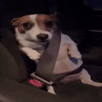 Dog What GIF by Respective