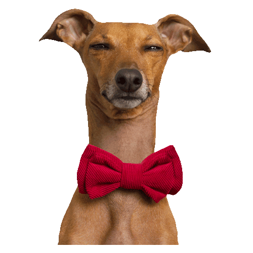 Italian Greyhound No Sticker