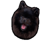 Wilmade love happy dog smile Sticker