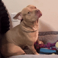 Dog Stare GIF