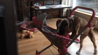 Boxer Puppy Decides to Take Stroller For a Walk