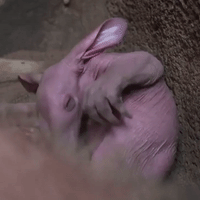 Chester Zoo Welcomes Its First-Ever Baby Aardvark