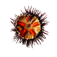 Box Salentino Sticker by il pacco dalla Puglia