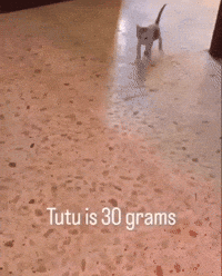 Cat Meme GIF