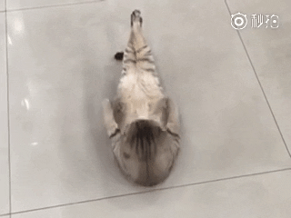 cat GIF