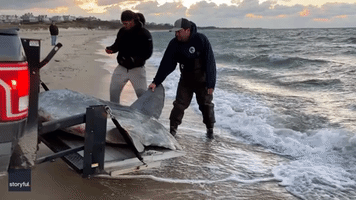 '600-Pound' Ocean Sunfish Rescued by Volunteers After Getting Stuck in Nantucket Harbor