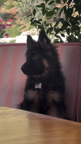CelebrityPets giphyupload german shepherd sydney sweeney GIF