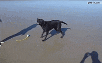 barking black lab GIF