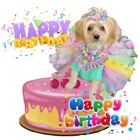 Happy Birthday Maltese Sticker by Pimp Yo Pets