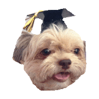 graduation yorkie STICKER by imoji