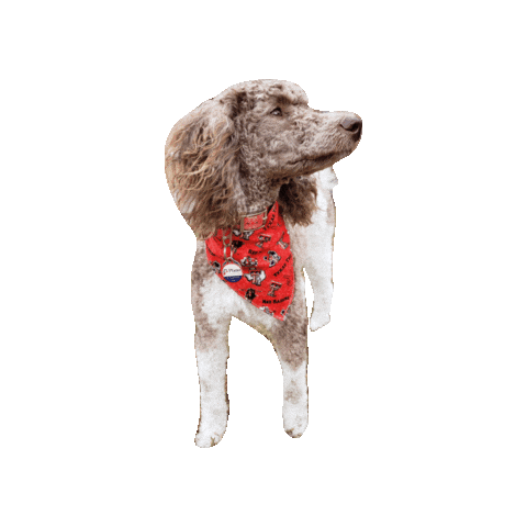 Texas Tech Raiders Sticker by Geekster Pets