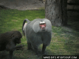 MonkeyGIFs Find Share on GIPHY
