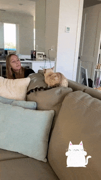 Surprise Attack Cat GIF by Crystal Hills Organics