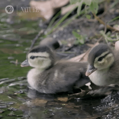 Pbs Nature Duck GIF by Nature on PBS
