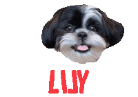 Dog Leo Sticker