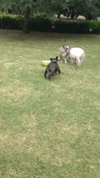 Pig Attempts to Join Dogs for Feast