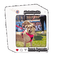 Dog Sticker by Festival De Patitas