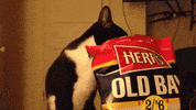 bay potato GIF