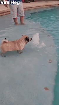 Short Puppy Dog Undone by Big Pool Step