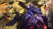 Looking Coral Reef GIF by Monterey Bay Aquarium