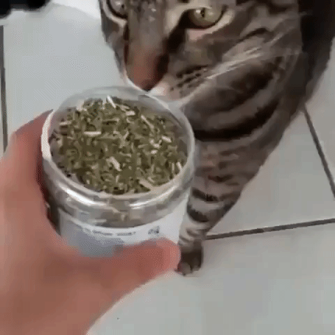 Excited Cat Makes a Mess With Catnip Jar