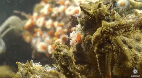 moodman giphygifgrabber crab moss crab GIF