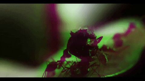 Biting Bbc GIF