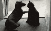 Stop It Cat And Dog GIF