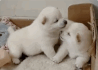 love GIF