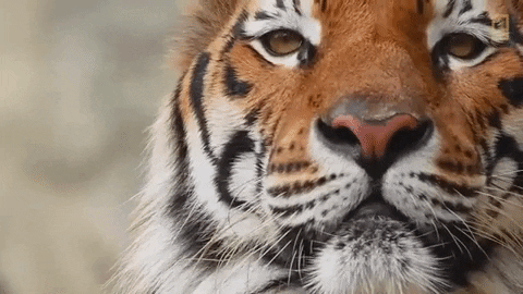 Wink Tiger GIF by Nat Geo Wild