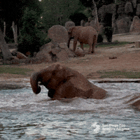 Play Explore GIF by San Diego Zoo Wildlife Alliance