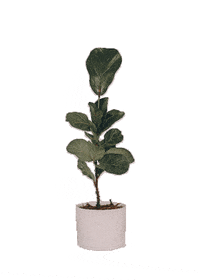 Danskindesigns plant danskin designs danskindesigns GIF
