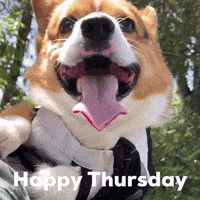 Dog Corgi GIF