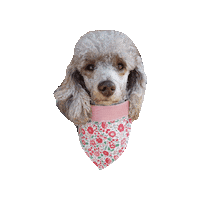 Poodle Flower Dog Sticker by Geekster Pets