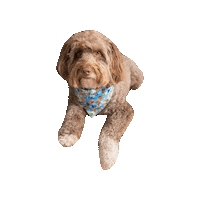 Sesame Street Sticker by Geekster Pets