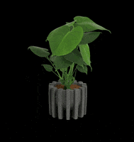 MuyBonito plants oaxaca plantas monstera GIF