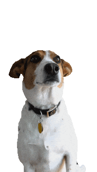 dog please Sticker by TRIAD