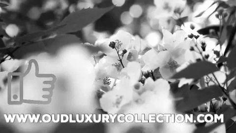 Oudluxurycollection giphygifmaker giphyattribution beauty video GIF