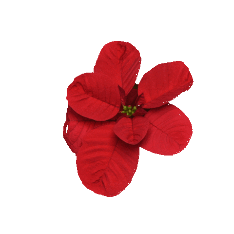 Christmas Flower Sticker by Ball Horticultural Co