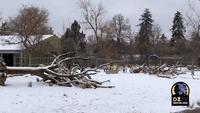 Denver's Mongolian Wild Horses Enjoy Colorado Snowstorm
