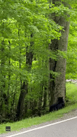 Family of Bears Scramble Down Tree in North Carolina