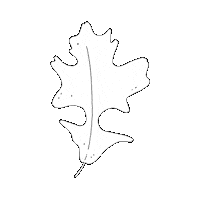 katjabuzova leaf leaves oak sheet Sticker