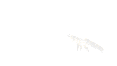 fox snow GIF