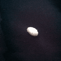 art glitch GIF by Liaizon Wakest