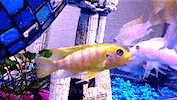 fish kiss GIF